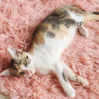 Lana  - Calico Cat