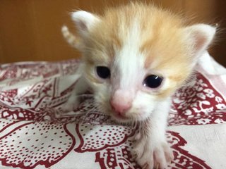 Baby Very Orange - Domestic Short Hair Cat