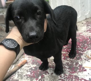 Black And Oreo - Mixed Breed Dog