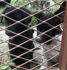 Black And Oreo - Mixed Breed Dog