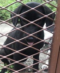 Black And Oreo - Mixed Breed Dog