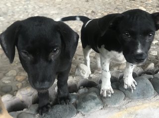 Black And Oreo - Mixed Breed Dog