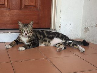 Man Hio - Tabby Cat