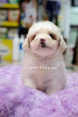 Quality White Tiny Toy Poodle Puppy - Poodle Dog