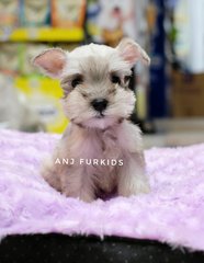 Quality Silver White Mini Schnauzer Pup - Schnauzer Dog