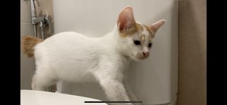  Custard (Adopted) - Domestic Short Hair Cat