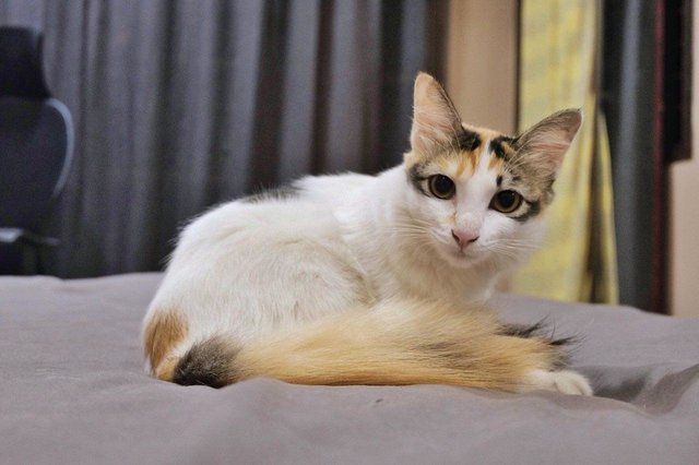 Keret - Domestic Medium Hair Cat