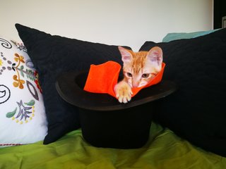 Oj (Orange Juice) - Domestic Short Hair Cat