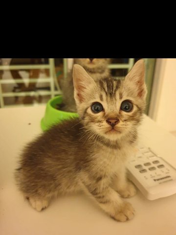 Snowy - Domestic Short Hair Cat