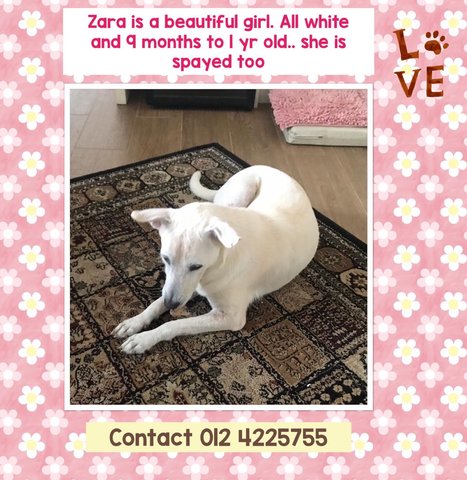 Zara Adopted - Labrador Retriever Mix Dog
