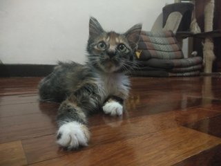 Ariel - Domestic Medium Hair Cat