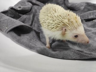 PF96513 - Hedgehog Small & Furry
