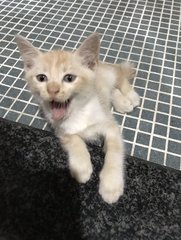 Melody  - Domestic Short Hair Cat