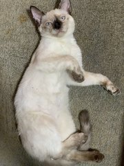 Lilly, Oreo  - Siamese + Domestic Short Hair Cat