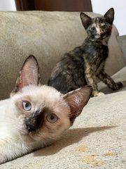 Lilly, Oreo  - Siamese + Domestic Short Hair Cat