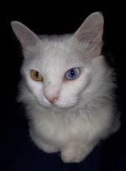 Muza - Turkish Angora Cat