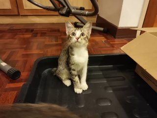 Paprika - Domestic Short Hair Cat