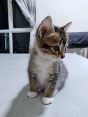 Sock - Domestic Short Hair Cat