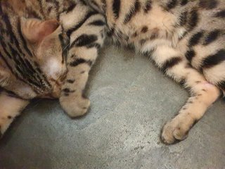 Coco - Bengal + Scottish Fold Cat