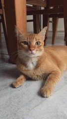 Ellie - Domestic Short Hair Cat