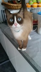 Cocoa - Siamese + Snowshoe Cat