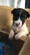 Adopted Male Puppy - Mixed Breed Dog