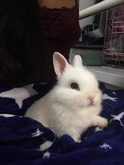 Bunny - Netherland Dwarf Rabbit