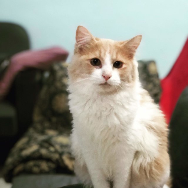 Musa (Free) - Domestic Long Hair Cat