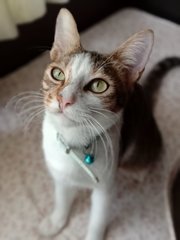 Max  - Domestic Short Hair Cat