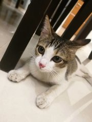 PF96921 - Domestic Short Hair Cat