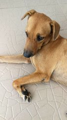 Simba (Found On 25 June 2020) - Mixed Breed Dog