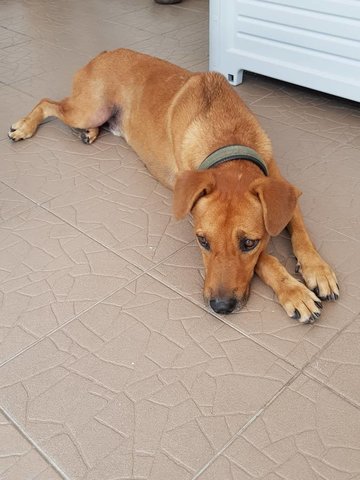 Simba (Found On 25 June 2020) - Mixed Breed Dog