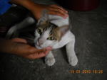 Abu (Kedah Area Only)  - Domestic Short Hair Cat