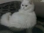 Kissy - Domestic Long Hair Cat