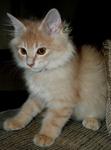 Lil^cody - Persian + Domestic Long Hair Cat