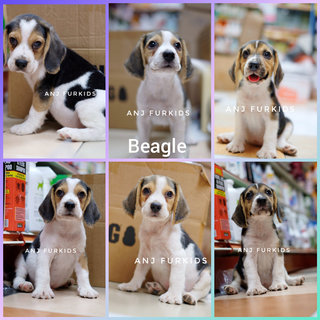 Quality Beagle Puppies - Beagle Dog