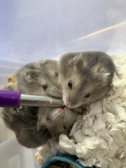 Baby Hamsters - Short Dwarf Hamster Hamster