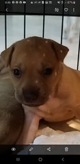 Mixed  Pitbull  - Pit Bull Terrier Dog