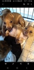 Mixed  Pitbull  - Pit Bull Terrier Dog
