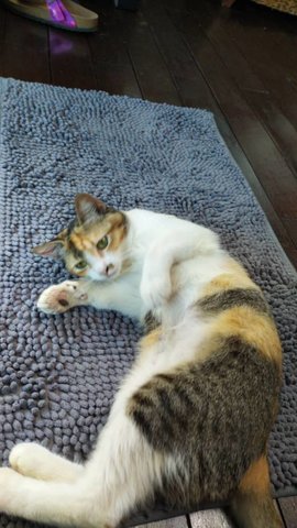Kitten Ara Damansara - Domestic Short Hair Cat