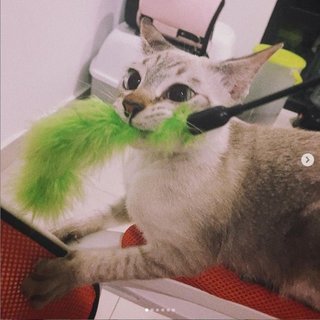 Miao Miao - Domestic Short Hair Cat