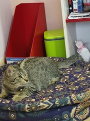 Thosai - Persian + Tabby Cat