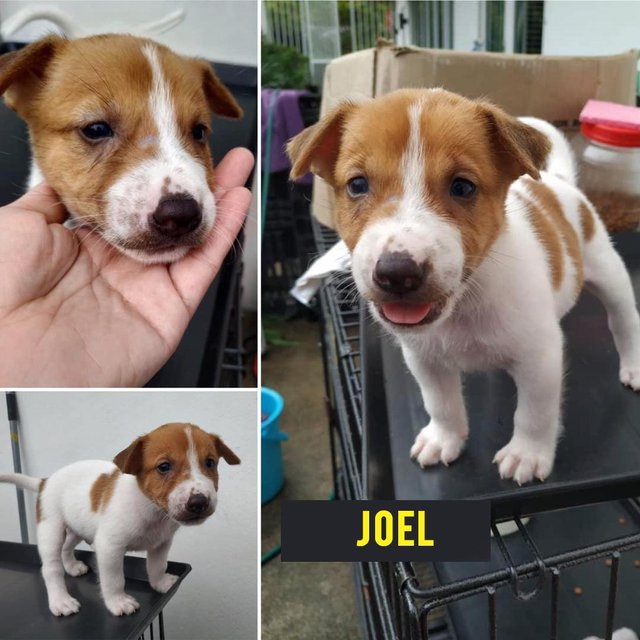 Joel - Mixed Breed Dog