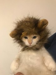 Kupi - Domestic Long Hair + Persian Cat