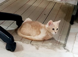 Caramel - Domestic Medium Hair Cat