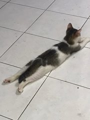 Gemuk - Domestic Short Hair Cat
