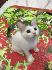 Eki &amp; Eyman - Domestic Short Hair Cat