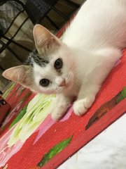 Eki &amp; Eyman - Domestic Short Hair Cat