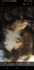 Mixed Persian  Calico  - Persian Cat