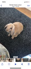 Daisy - Holland Lop Rabbit